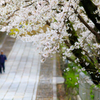 桜の参道2