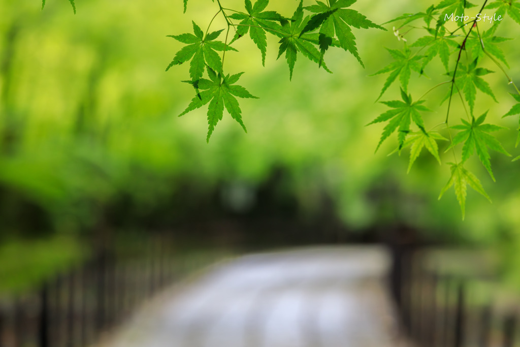 新緑の参道