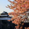 散るもこれまた桜