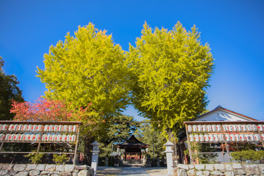 與杼神社の銀杏