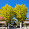 與杼神社の銀杏