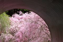 桜色