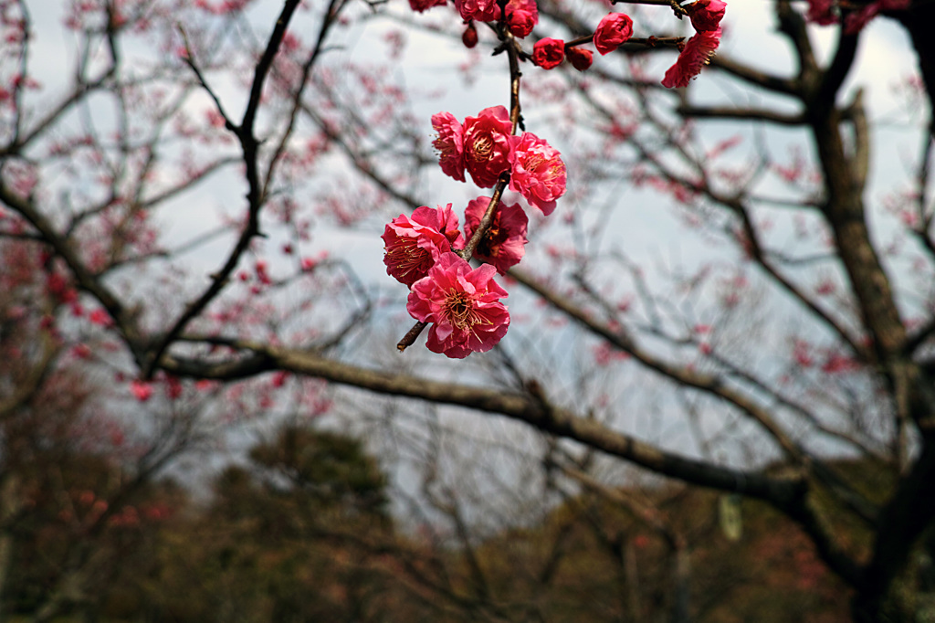 梅園にて