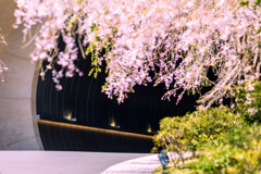 MIHOの桜