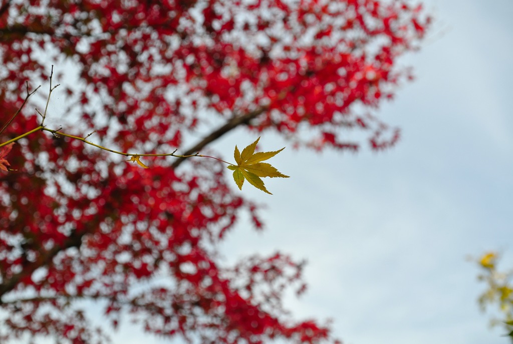落ちずに赤くなれよ