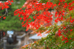 善峰寺にて