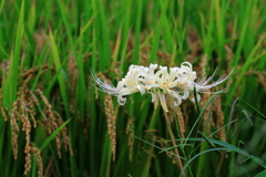 黄金稲穂と白曼殊沙華