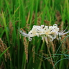 黄金稲穂と白曼殊沙華