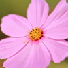 コスモス