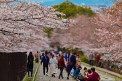 桜トンネル