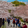 桜トンネル