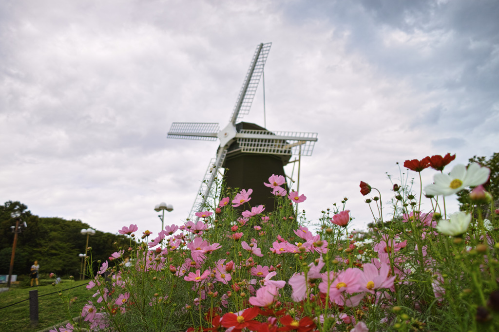 コスモスと風車