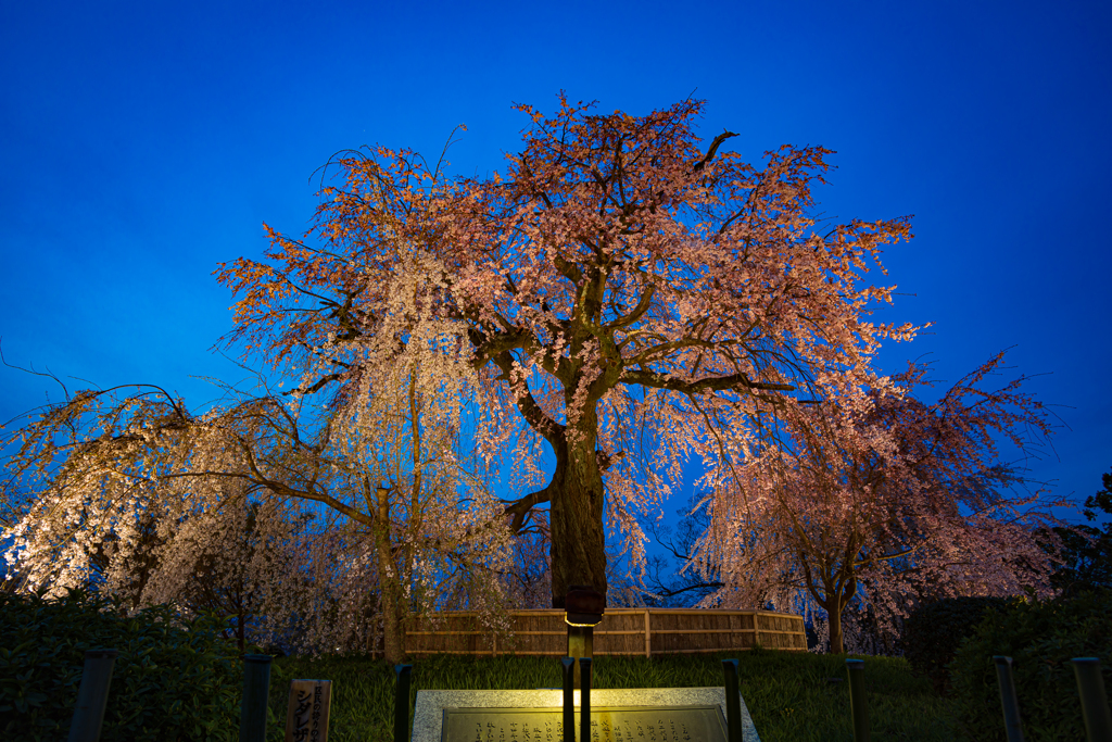 円山公園のしだれ桜