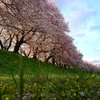 背割の桜1