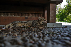 猫だって暑いんだ