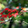 Kurenai