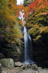 白藤の滝（三重県伊賀市）