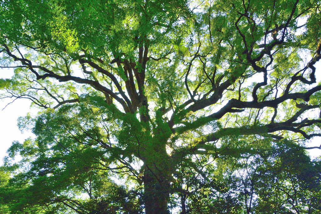 大樹と空