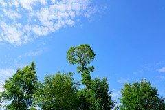 ハイコントラスト