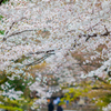 桜の参道