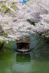 Sakuraと十石船