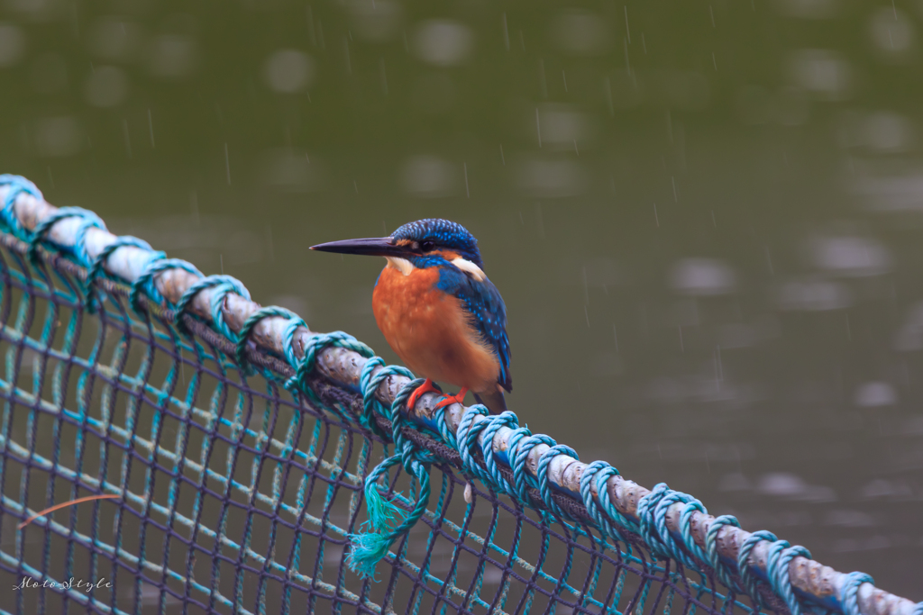 雨に佇む