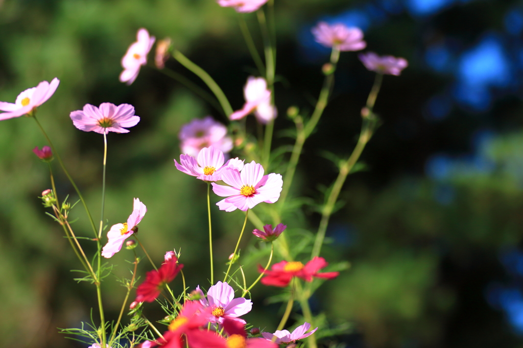 秋桜