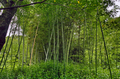 エジソンの竹？