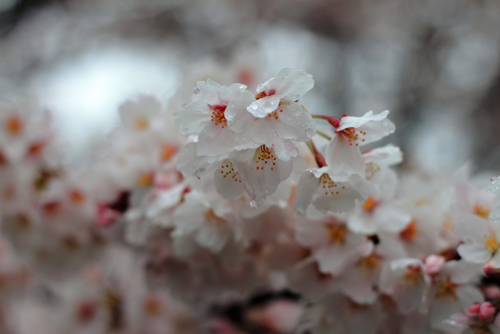 花びらの傘