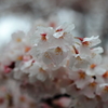 花びらの傘