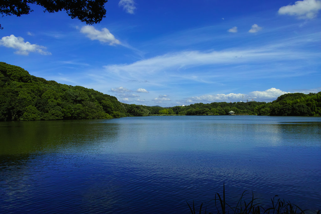 山田池公園の夏