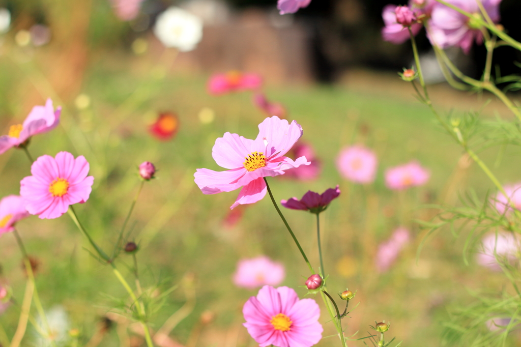 秋桜