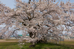 古御田の桜