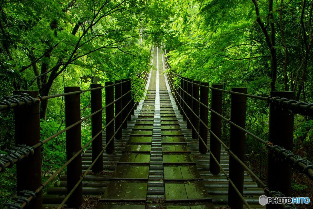 緑輝く吊橋