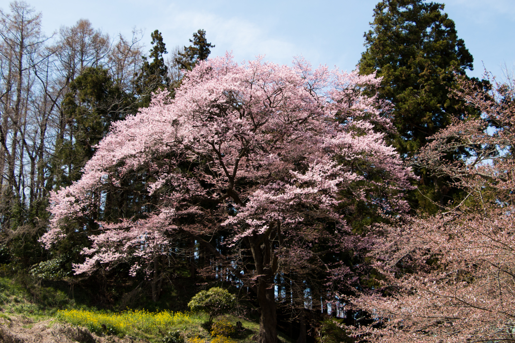 八幡神社の桜