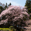 八幡神社の桜