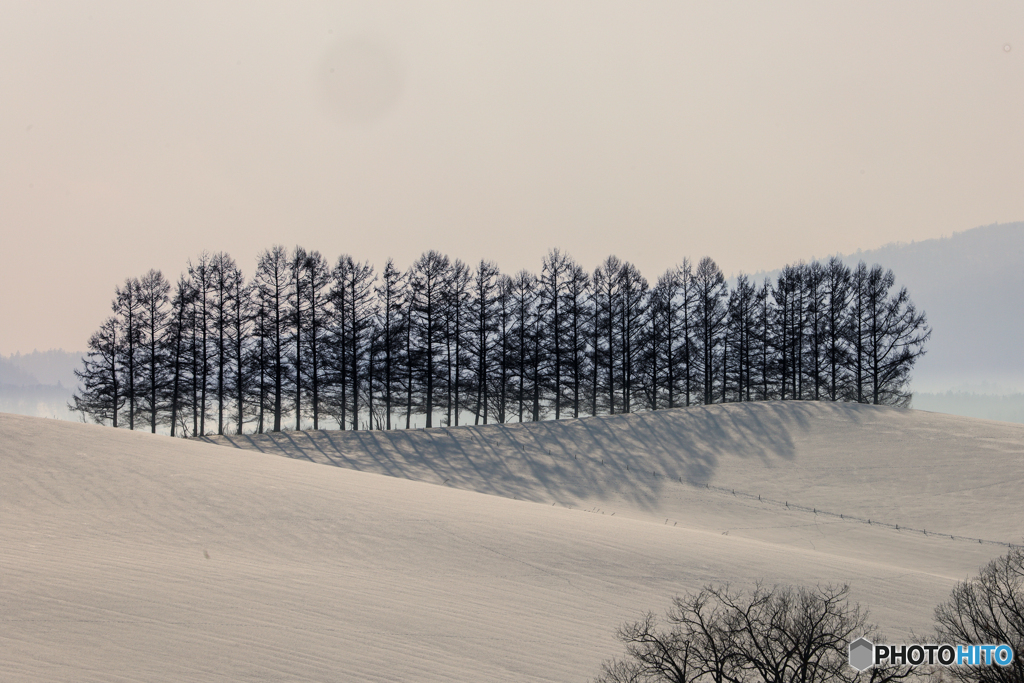 木のある風景