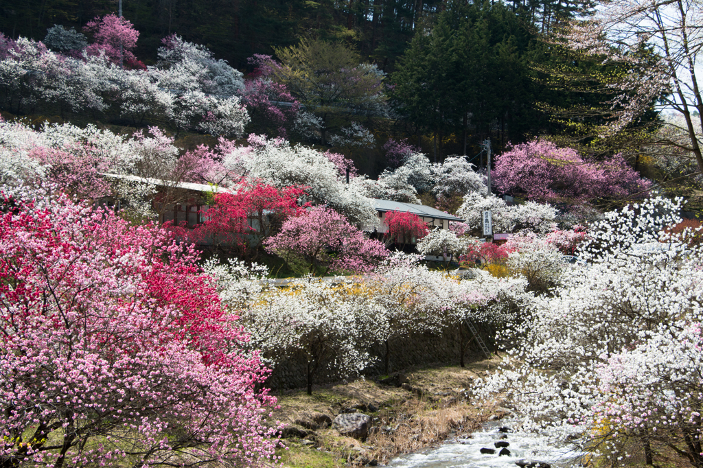 満開の花桃Ⅰ