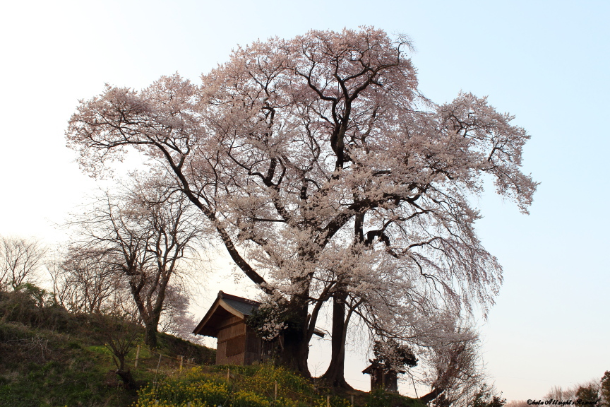 天神夫婦桜