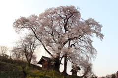 天神夫婦桜