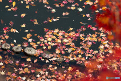 落ち葉の筏