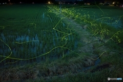 蛍の軌跡