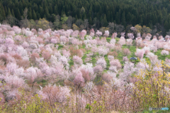 峠の桃源郷