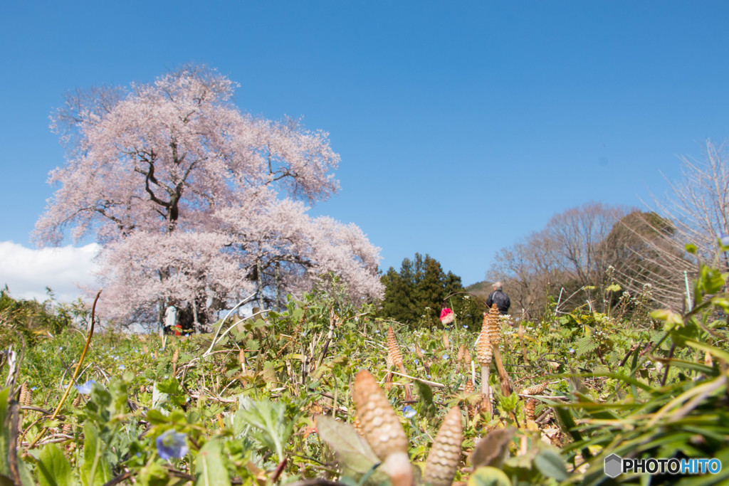 戸津辺の桜