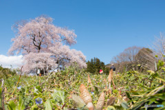 戸津辺の桜