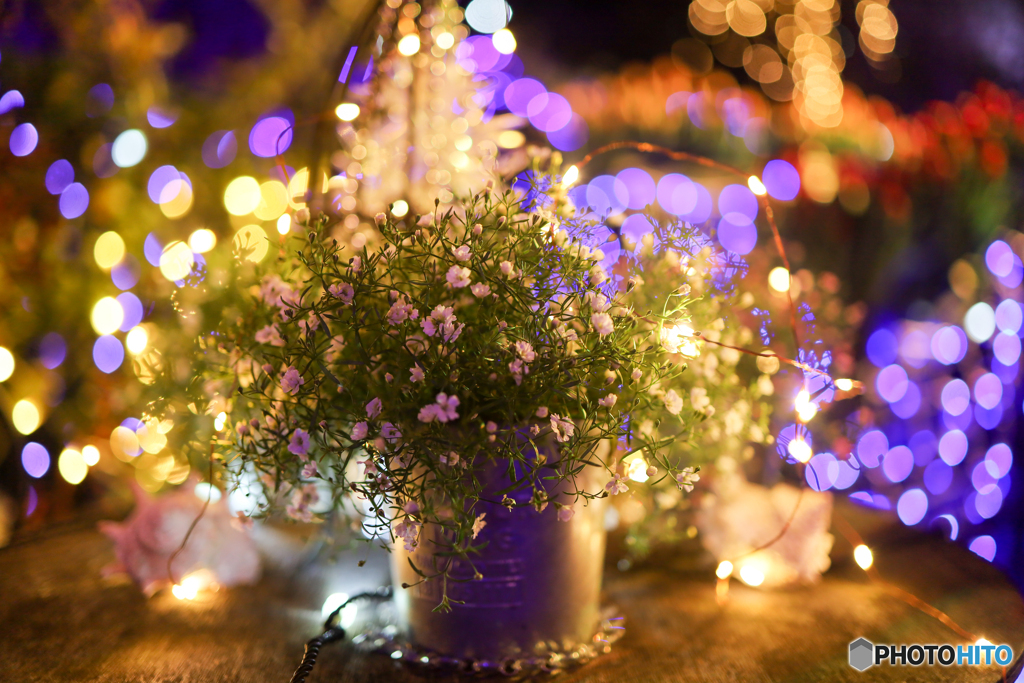 カスミソウのライトアップ