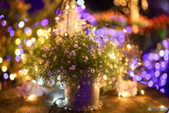 カスミソウのライトアップ