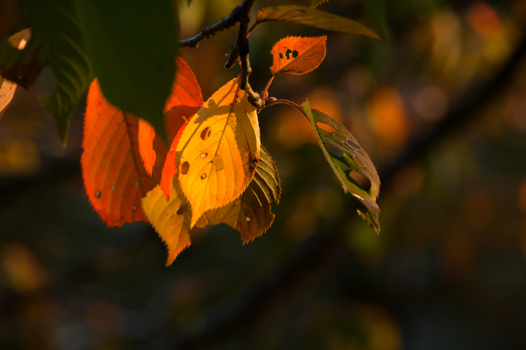 autumn color