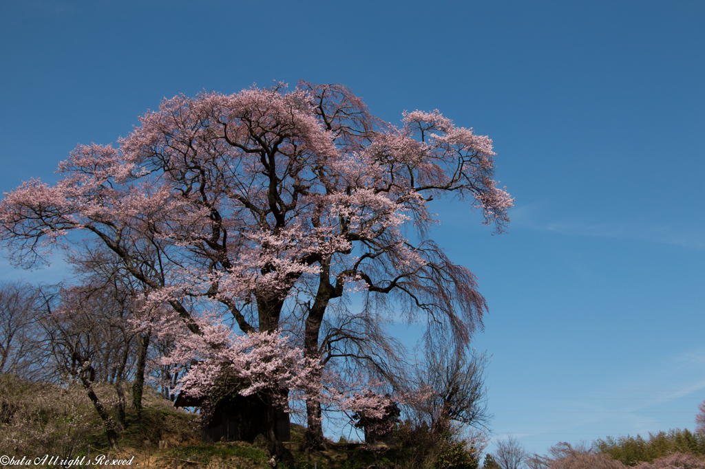 天神夫婦桜