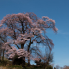 天神夫婦桜